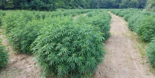 Sangamon Valley Hemp Products LLC is located in Sherman, Illinois and specializes locally grown organic industrial CBD hemp flowers.